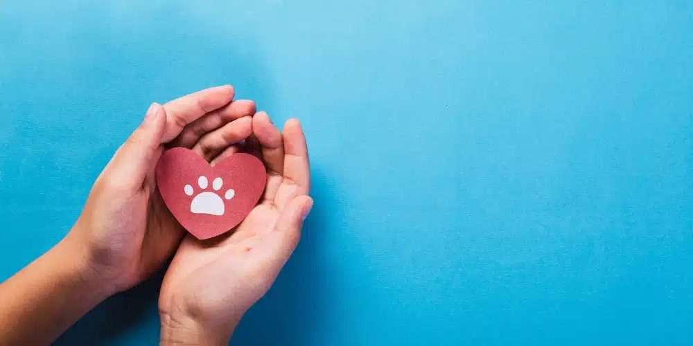 two hands holding a heart with a paw